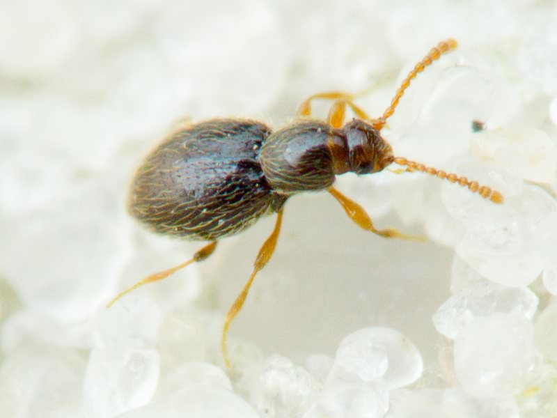 Scydmaenidae Leach, 1815